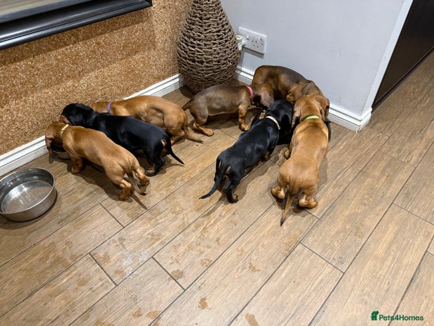 Dachshund dogs - Advert 3