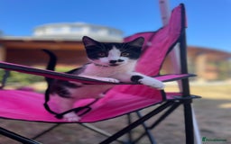 Mixed Breed cats for sale: Farm kittens - Image 6