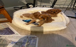 Cavalier King Charles Spaniel dogs for sale: Stunning Cavalier king Charles Spanniel Puppies - Advert 11