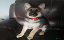 German Shepherd dogs for sale: Beautiful German Shepherd Puppies - Image 22