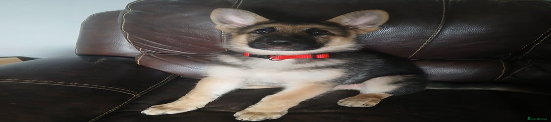 German Shepherd Red