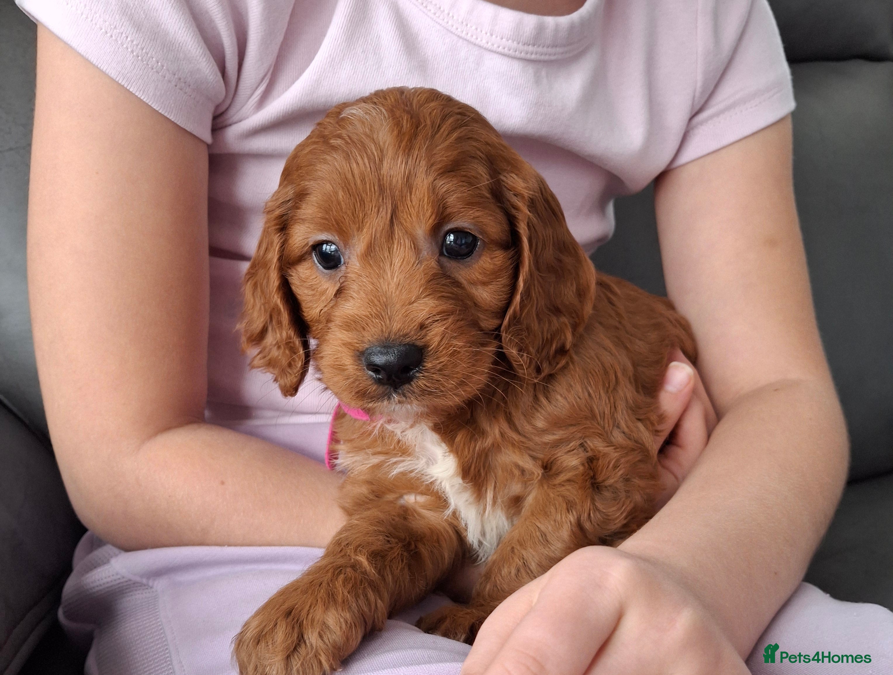 Cockapoo dogs RED F1 COCKAPOOS  - Advert 2