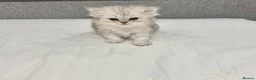 Persian cats for sale: Beautiful Persian Kittens - Advert 4