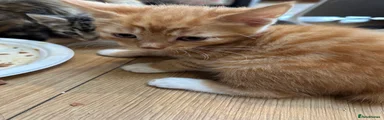 Domestic Shorthair 1