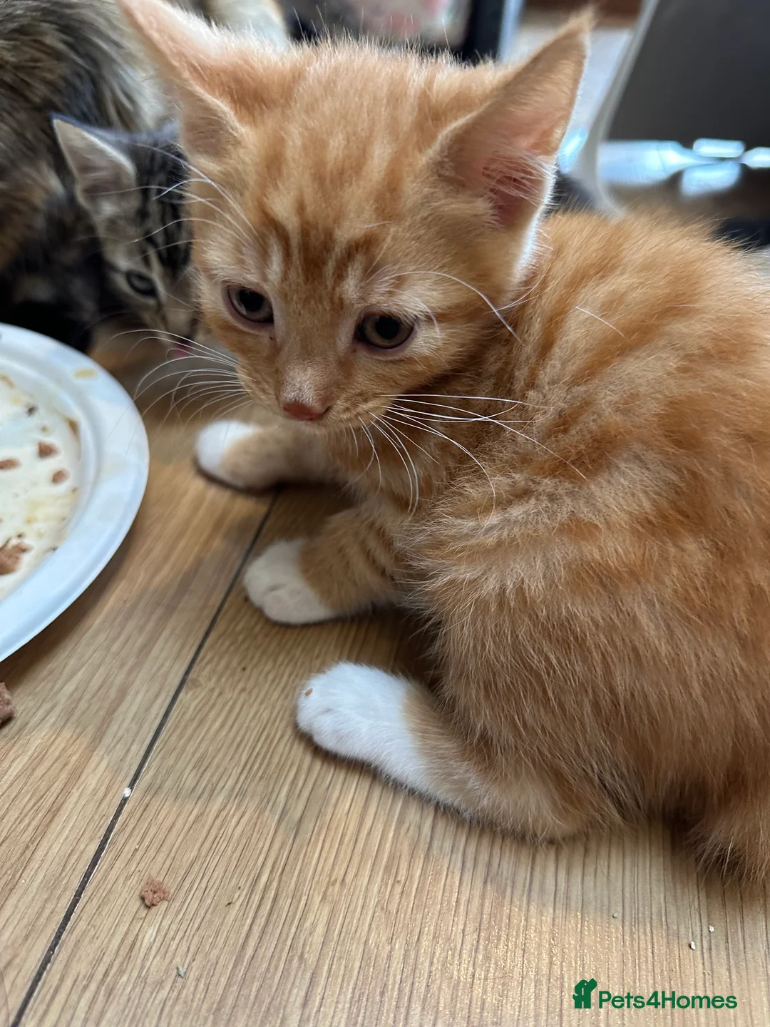 Domestic Shorthair cats for sale: cute Kittens Looking for Their Forever Homes 🐾 - Advert 35
