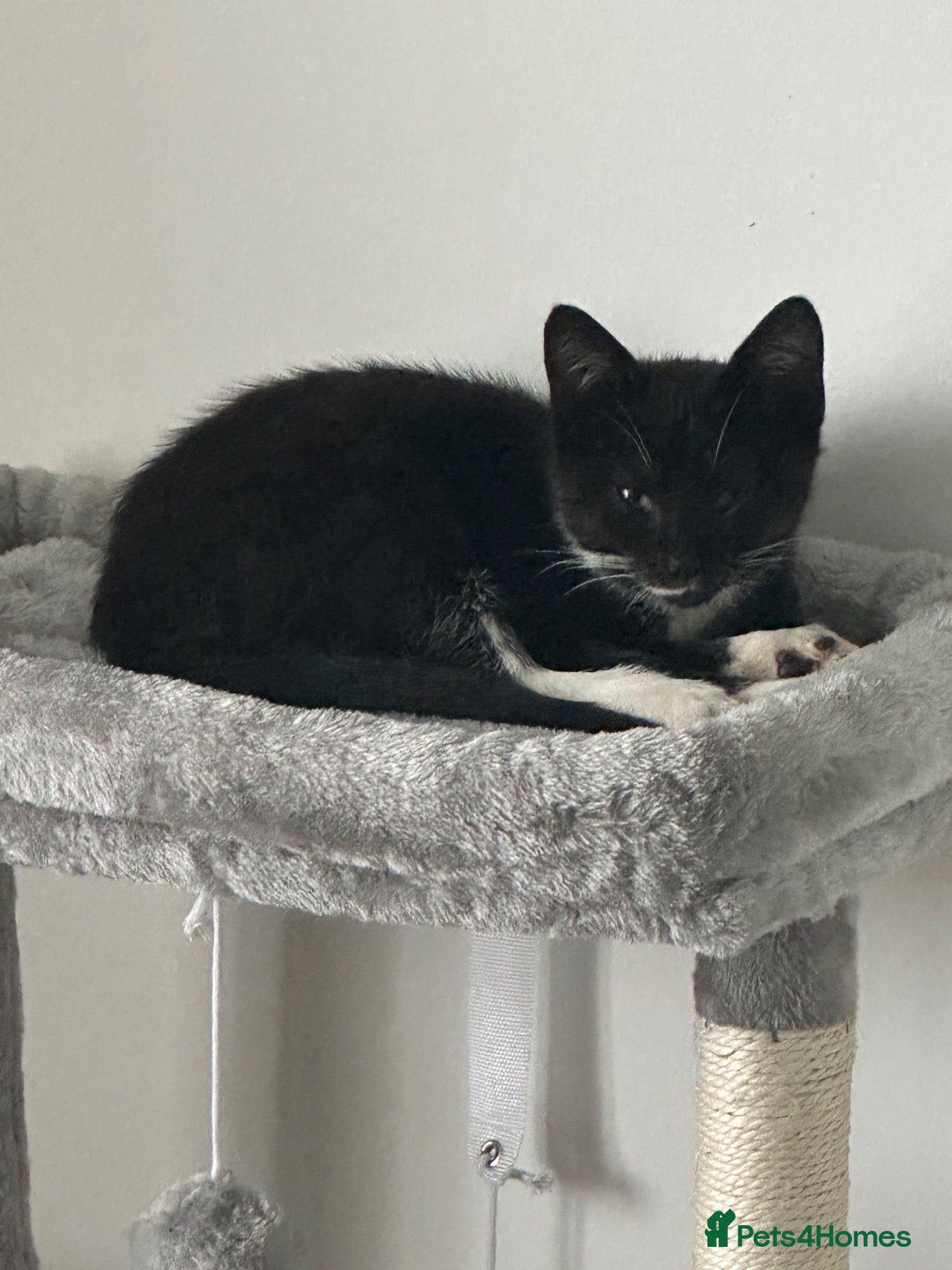 British Shorthair cats Kittens desperately need love 💔 - Advert 1