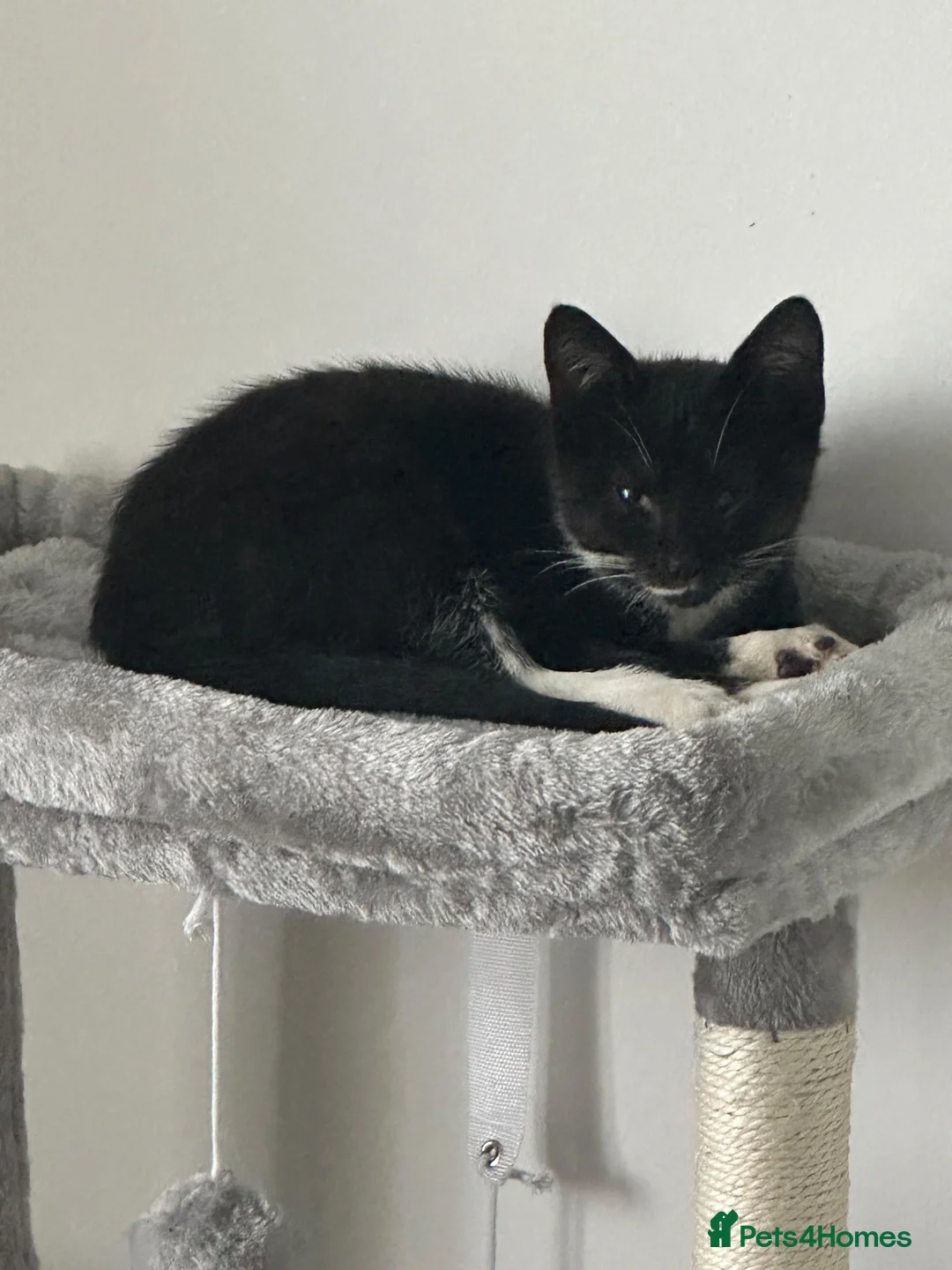 British Shorthair cats for adoption: Kittens desperately need love 💔 - Advert 1