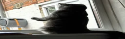 British Shorthair cats for sale: British shorthair for sale  in Birmingham - Advert 9