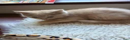 British Shorthair cats for sale: Fawn Tortie & Cinnamon Tortie sisters - Advert 9