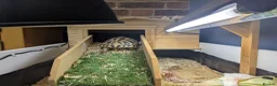 Hermann Tortoise reptiles for sale: Hermann tortoise 6 years old - fully certified - Advert 5