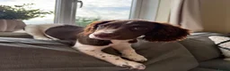 Cocker Spaniel dogs for sale: Beautiful Working Cocker Spaniel Boy - Advert 7