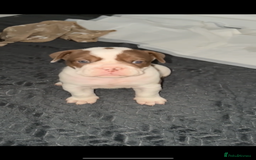 Olde English Bulldogge dogs for sale: Olde English bulldogge puppy ready to go - Image 2