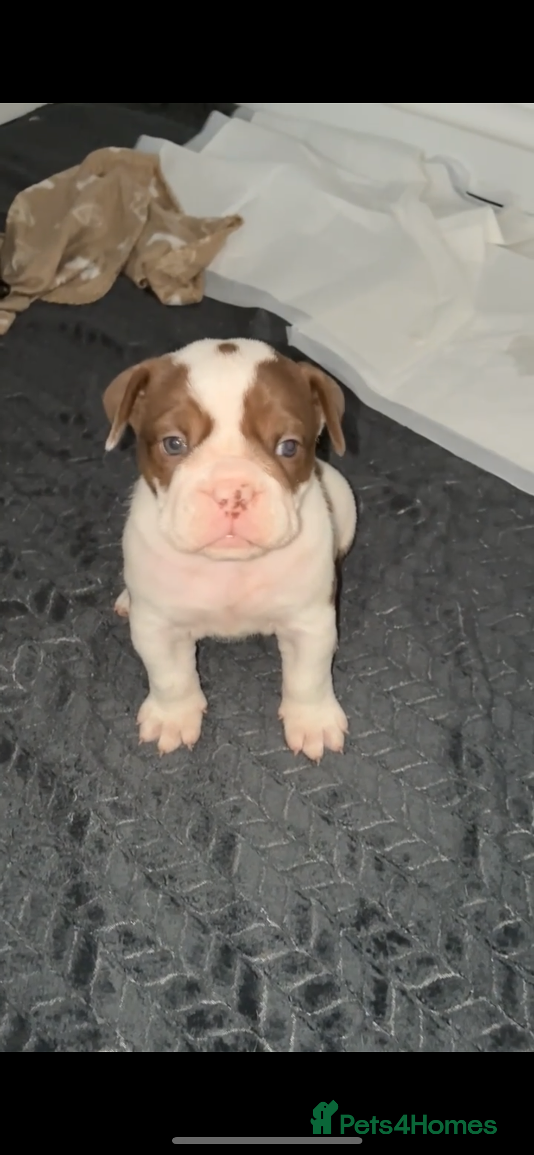 Olde English Bulldogge dogs for sale: Olde English bulldogge puppy ready to go - Image 2