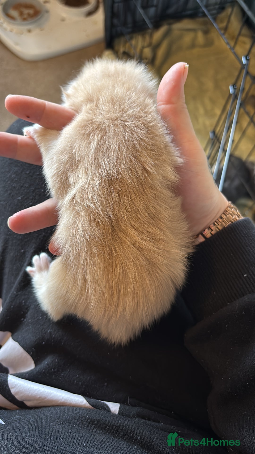 Maine Coon cats for sale: 5 Maine coon babies  - Advert 3