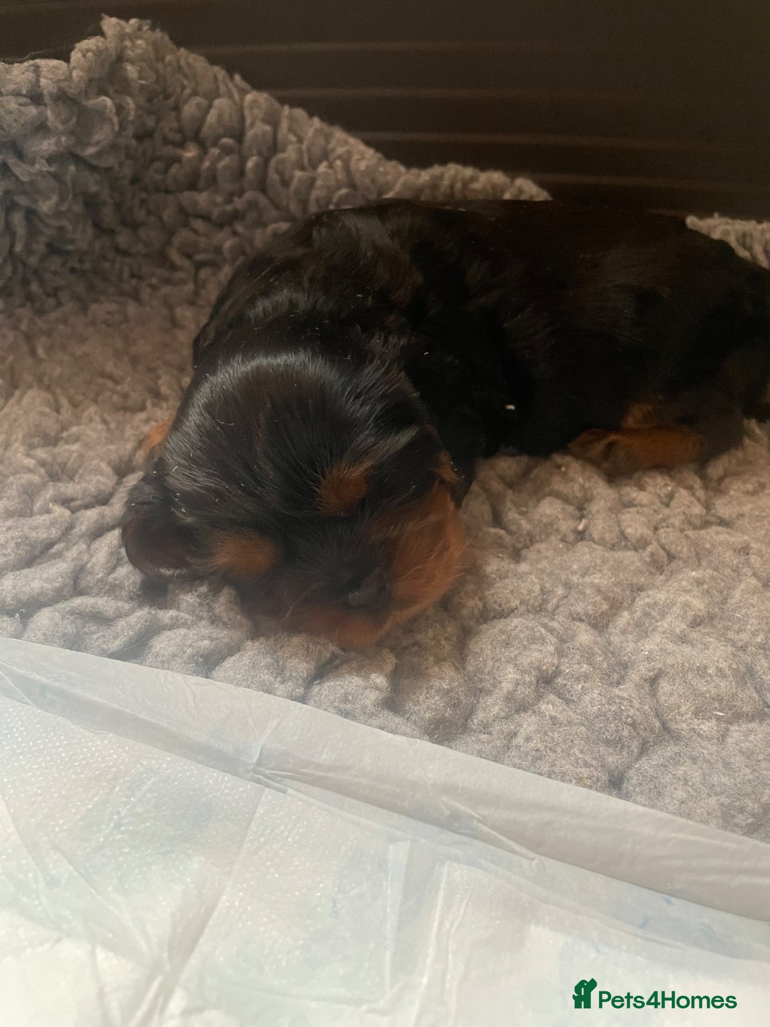 Cavalier King Charles Spaniel dogs for sale: King Charles cavalier babies  - Advert 31