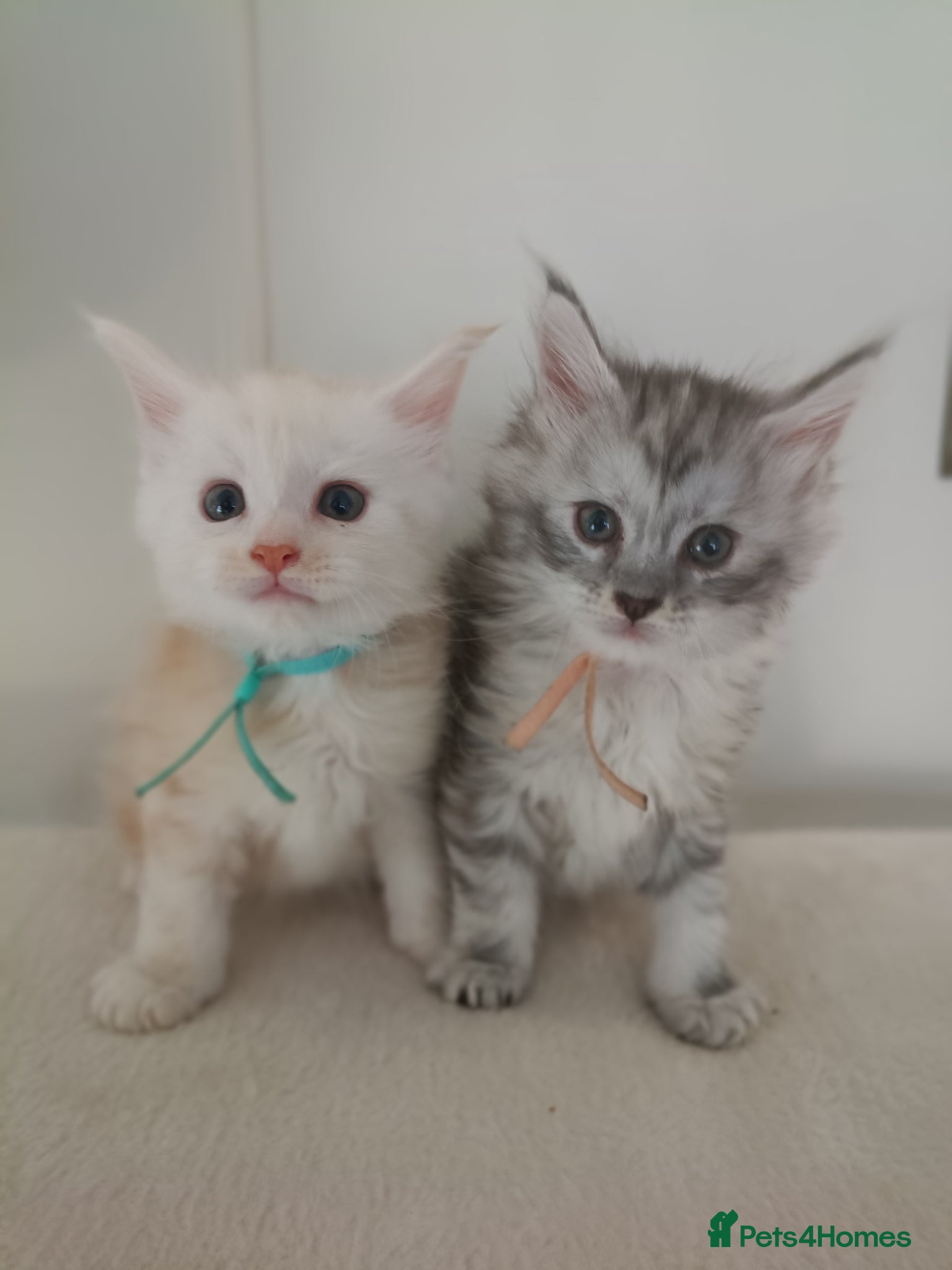 Maine Coon cats Exceptional Maine Coon kittens 😻💞 - Advert 3