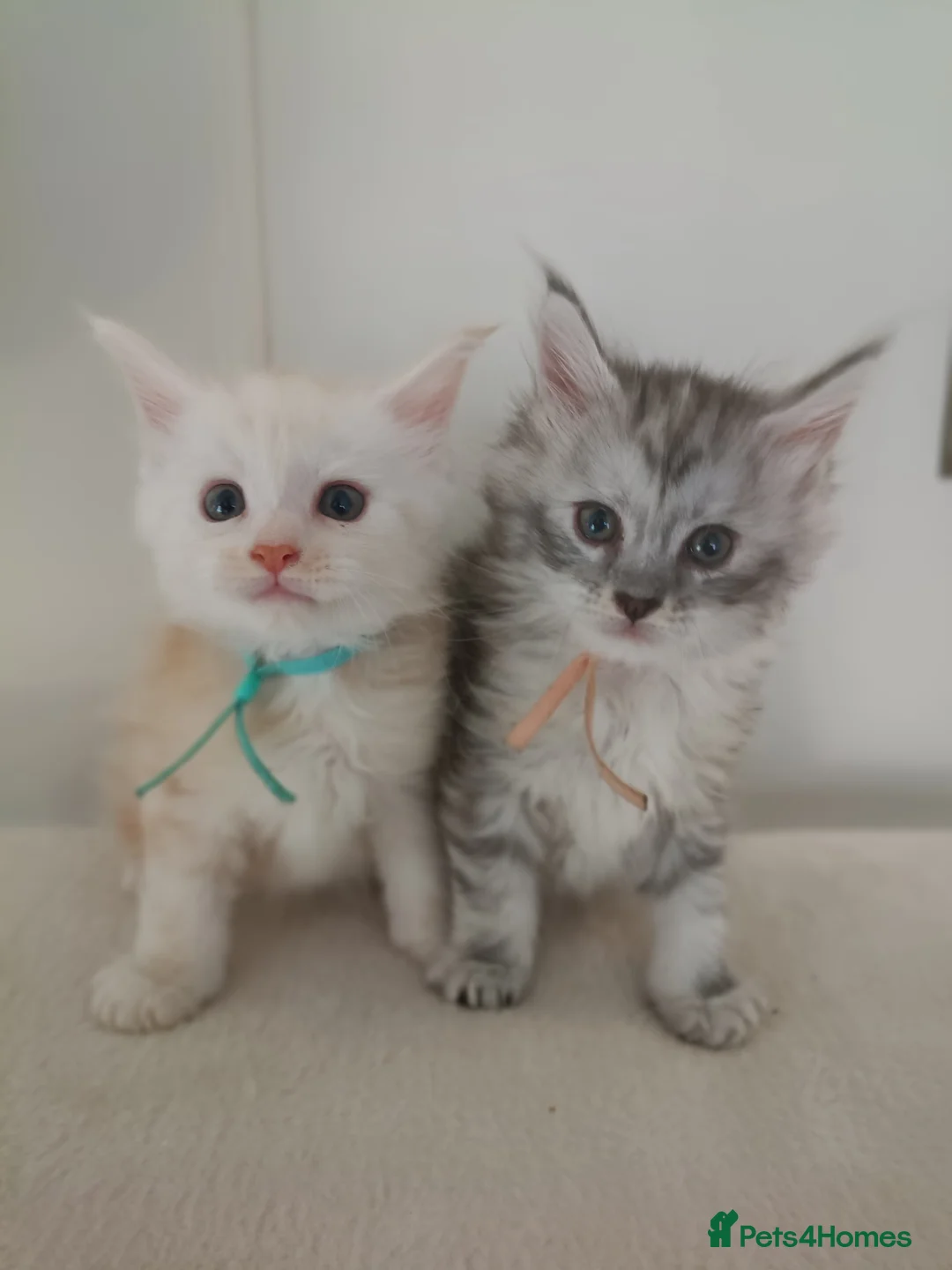 Maine Coon cats for sale: Exceptional Maine Coon kittens 😻💞 - Advert 1