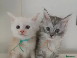 Maine Coon cats Exceptional Maine Coon kittens 😻💞 - Advert 2