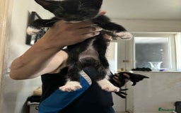 Mixed Breed cats for sale:  ****** ready to go - Image 4