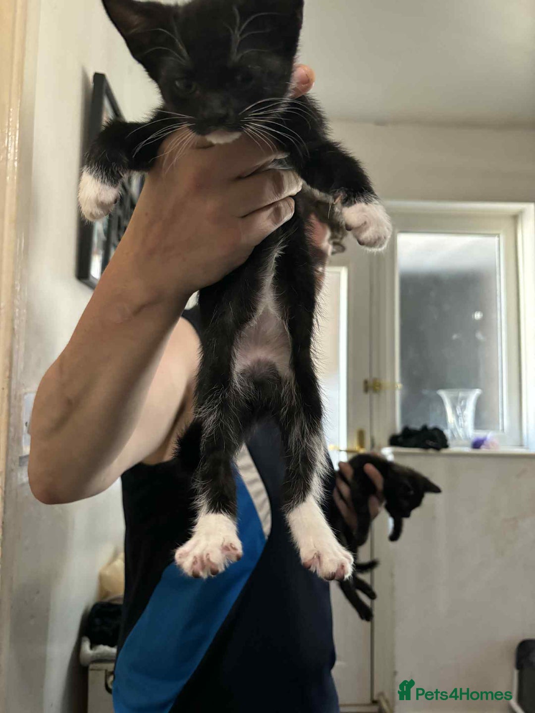 Mixed Breed cats for sale:  ****** ready to go - Image 4
