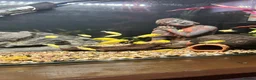 Cichlids fish for sale: Juvenile Yellow Lab Cichlids - Advert 2