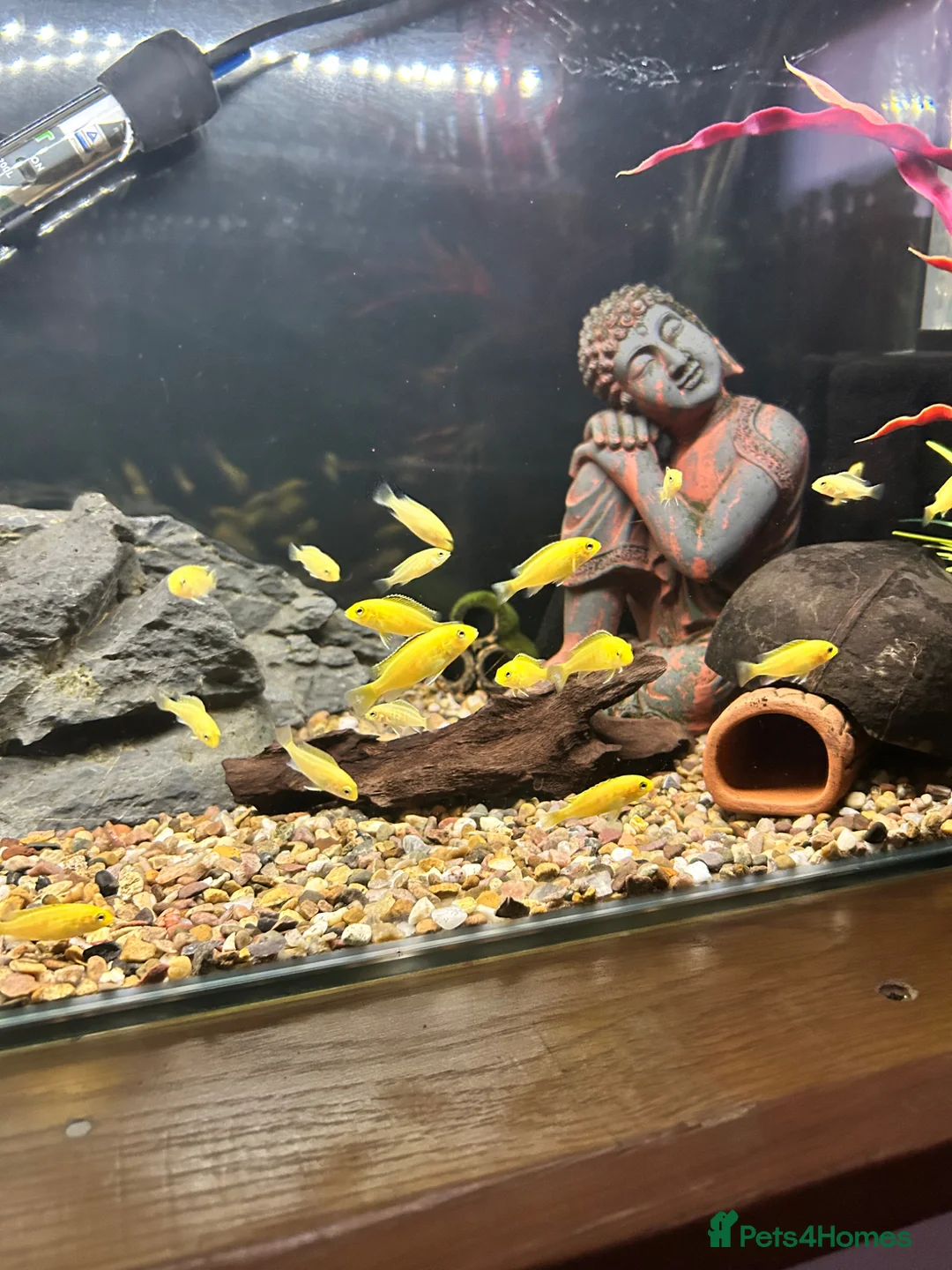 Cichlids fish for sale: Juvenile Yellow Lab Cichlids - Advert 2