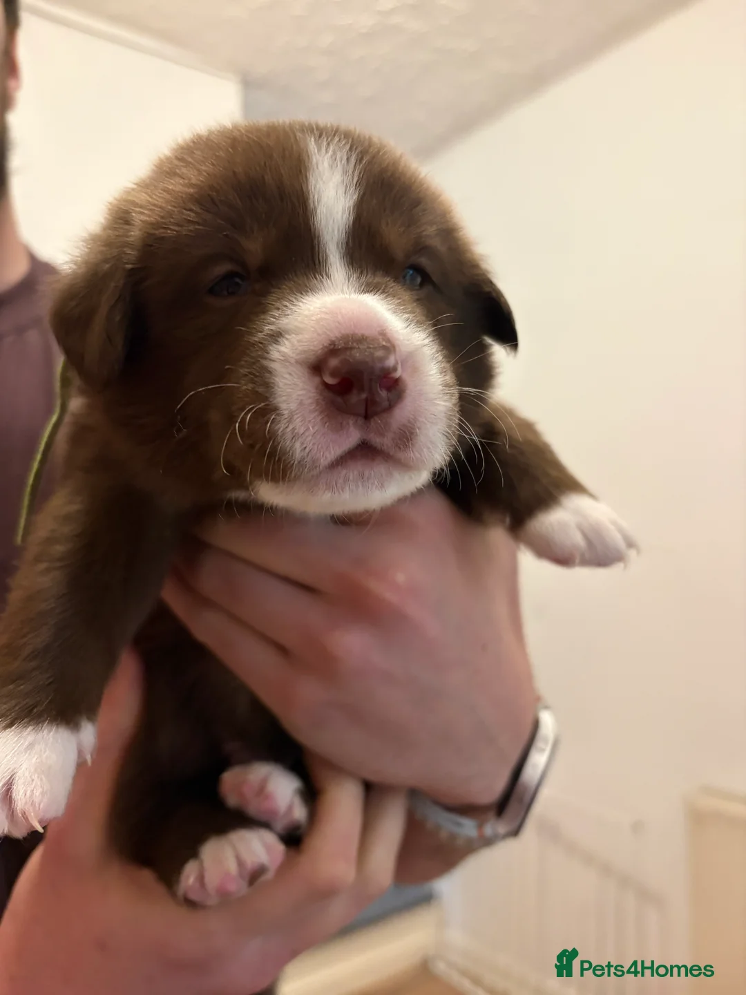 Mixed Breed dogs for sale: 🐾 Huskador puppies for sale 🐾 - Advert 2