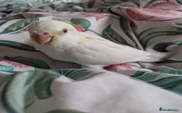 Parakeets birds for sale: Hand reared tamed white and cobalt Quaker parrots  - Image 9