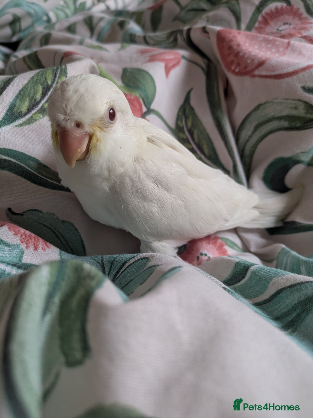 Parakeets birds for sale: Hand reared tamed white and cobalt Quaker parrots  - Image 9