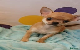Chihuahua dogs for sale: Tiny Blue Fawn chihuahua boy  - Image 8