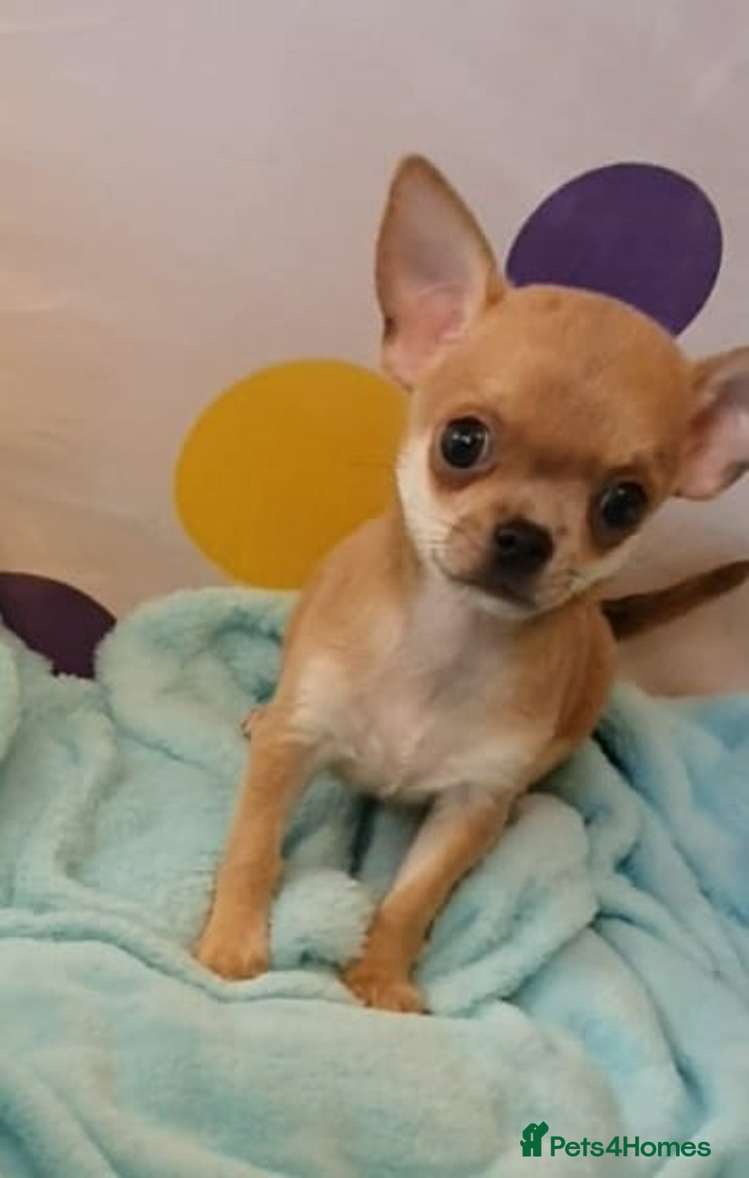 Chihuahua dogs for sale: Tiny Blue Fawn chihuahua boy  - Image 8
