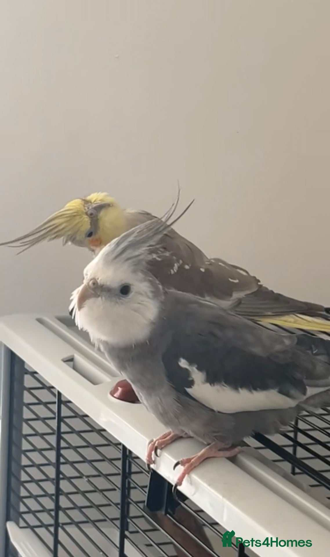 Cockatiels birds TWO COCKATIEL + cage + food - Advert 1