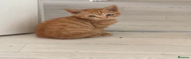Domestic Shorthair 1