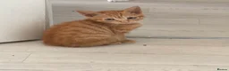 Domestic Shorthair cats for sale: 3 kitten boys ready to go! - Advert 4