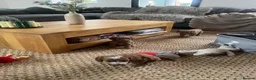 Cockapoo dogs for sale: Beautiful playful F1b cockapoos  - Advert 15