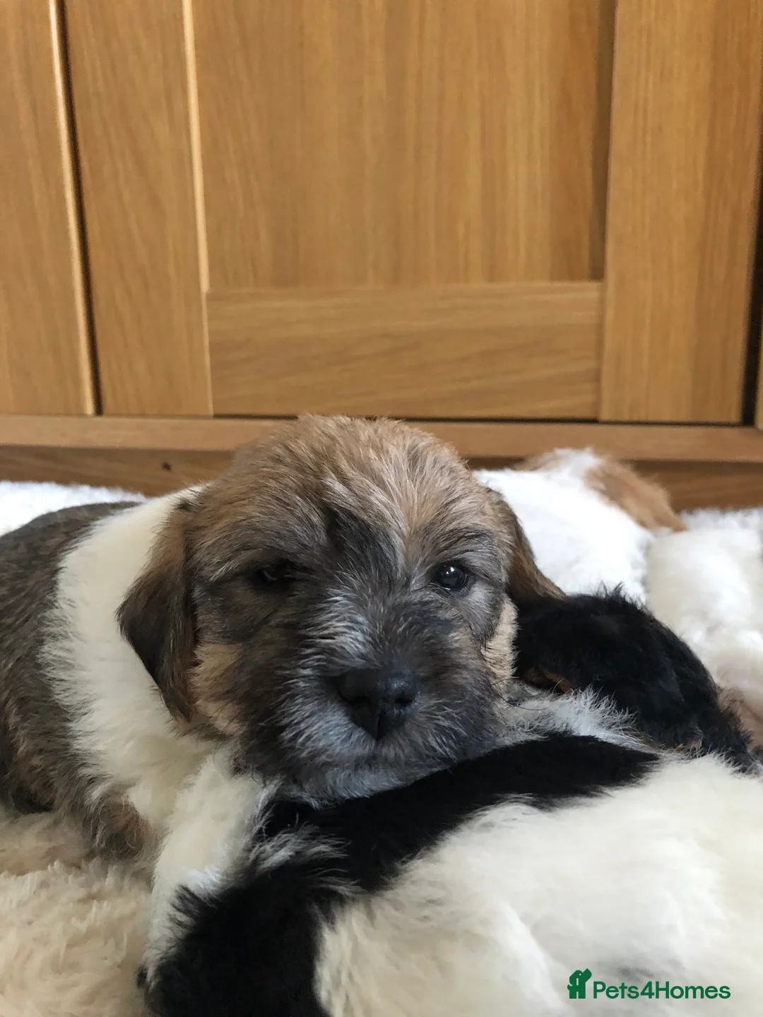 Jack Russell dogs for stud: Proven rough coated JR *REAL GEM OF A DOG* in Bristol - Advert 13