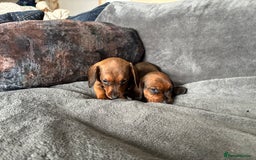 Miniature Dachshund dogs for sale: Stunning Brindle Dachshunds  - Image 4