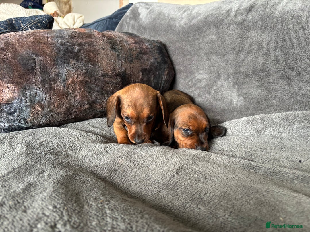 Miniature Dachshund dogs for sale: Stunning Brindle Dachshunds  - Image 4
