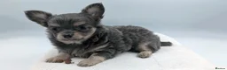 Chihuahua dogs for sale: Kennel Club Longhaired Chihuahua Puppies Blue KC in Colne - Advert 6
