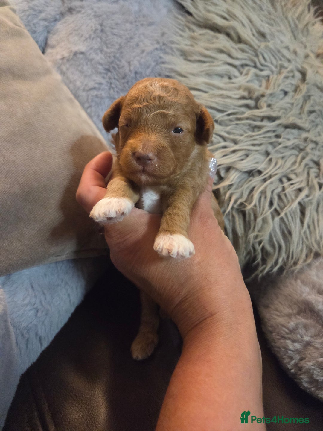 Toy Poodle dogs for sale: Beautiful Toy Poodle puppies - Image 19
