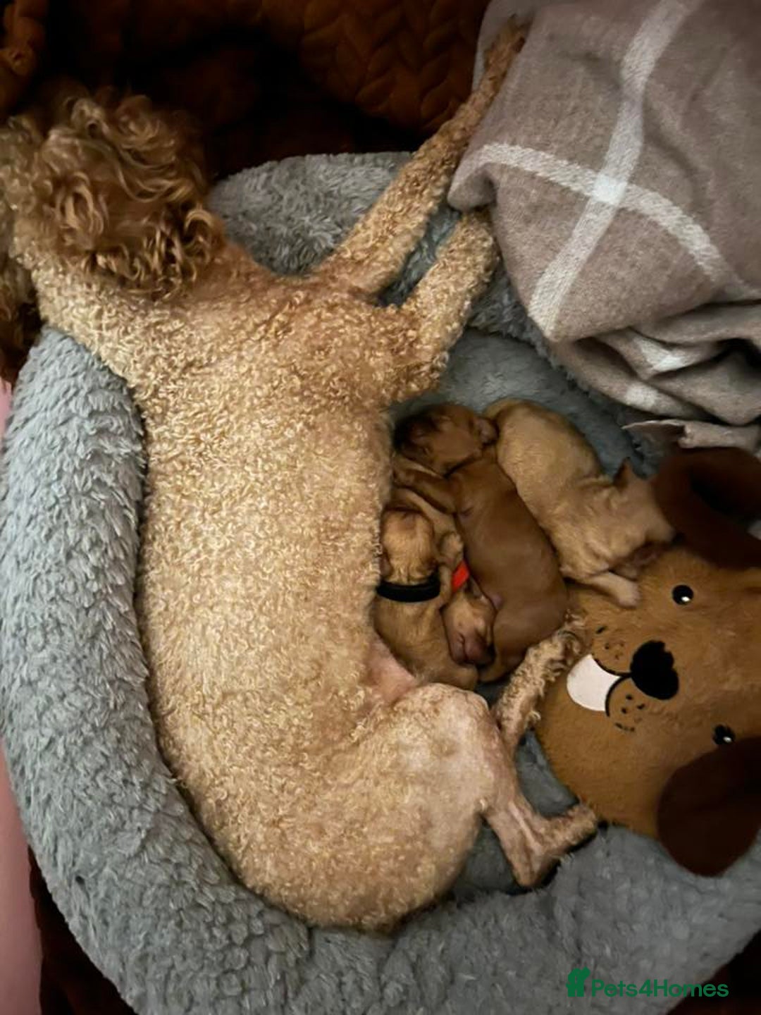 Cavapoo dogs for sale: Stunning Cavapoo Puppies - Advert 22