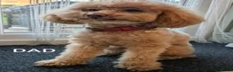 Toy Poodle dogs for sale: Beautiful Toy Poodle Puppies – Red & Apricot ❤️ - Advert 23