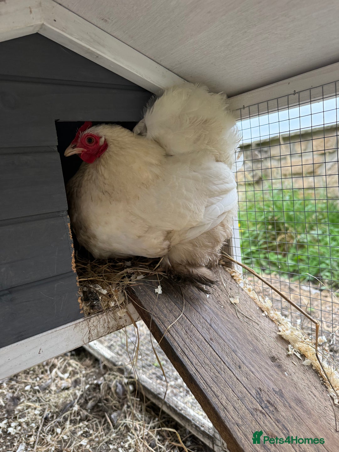 Chickens poultry for sale: Young silkies cockerels & 1 white Pekin hen (£20) - Advert 10