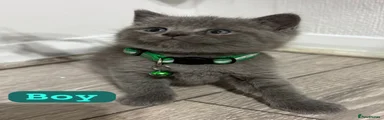 British Shorthair Kitten 3