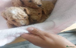 Miniature Poodle dogs for sale: MINIATURE POODLES - Image 6