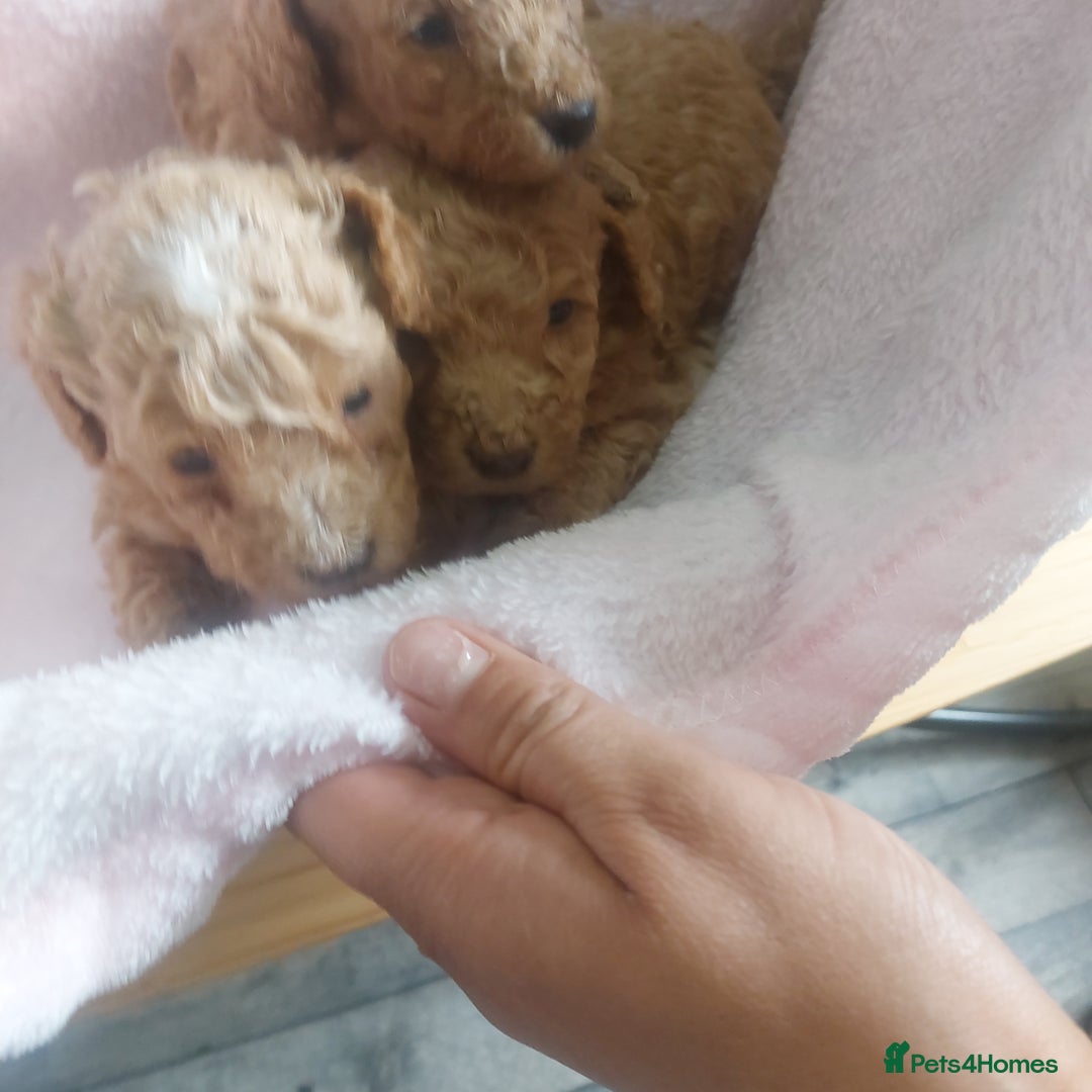 Miniature Poodle dogs for sale: MINIATURE POODLES - Image 6