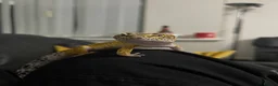 Leopard Gecko reptiles for sale: Leopard Gecko + Premium 3ft Vivarium Setup - Advert 4