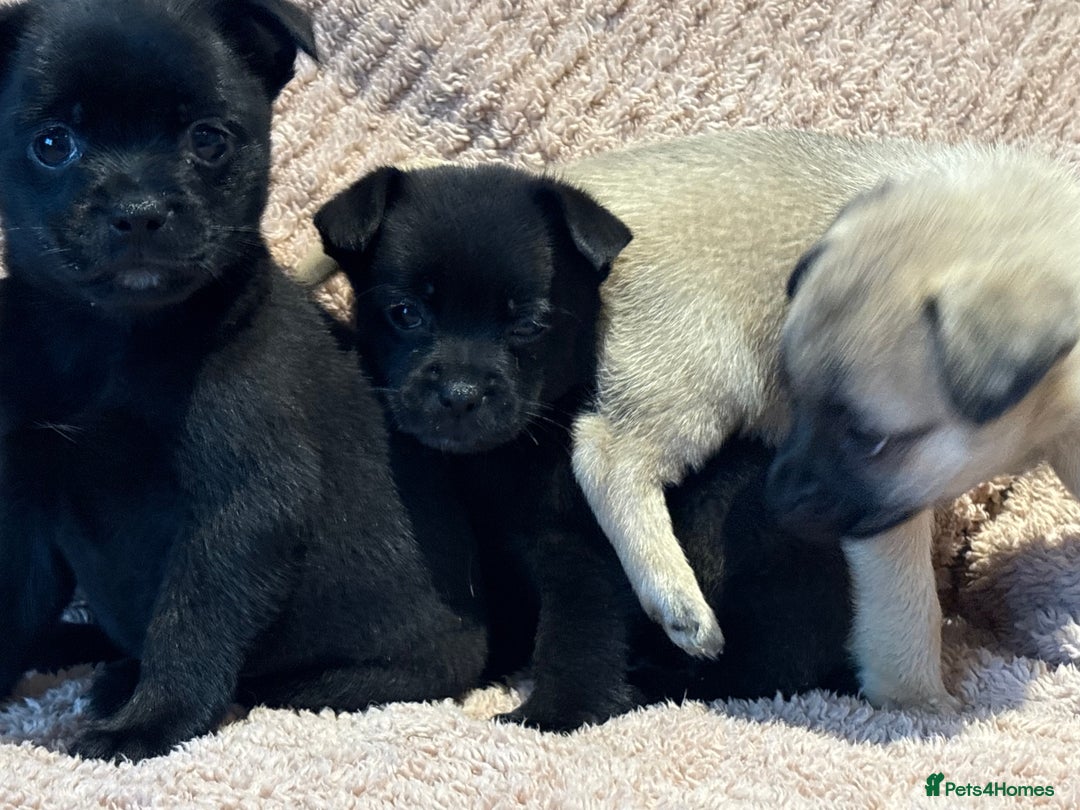 Mixed Breed dogs for sale: stunning puggapom ⭐️Ready to leave - Image 5