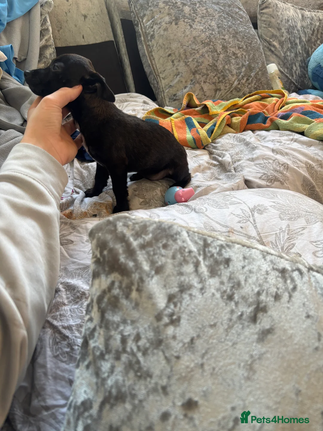 Jack Russell dogs for sale: Hi this is my Jack Russel puppy  - Advert 2