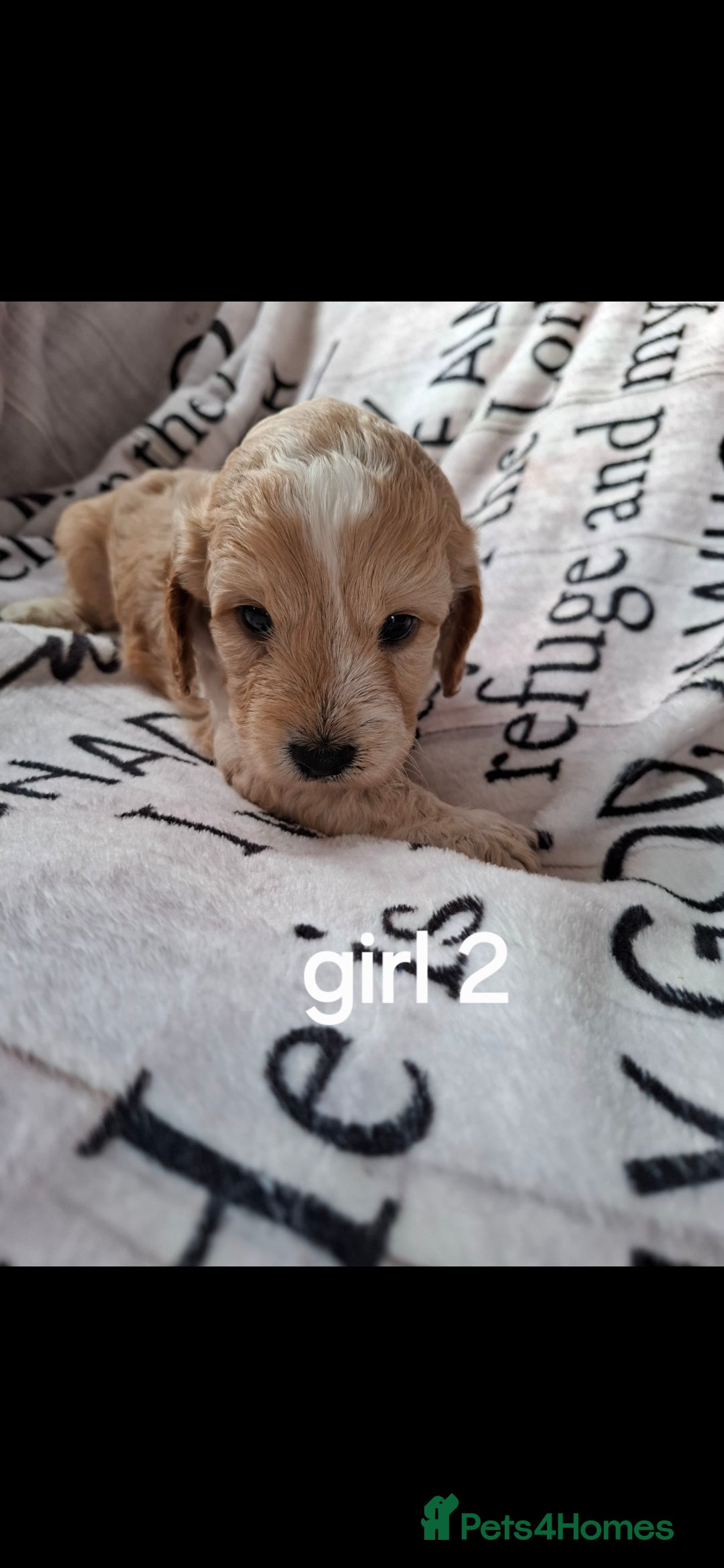 Cockapoo dogs for sale: Beautiful F1 Cockapoo puppies  - Image 9